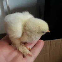 امپراطور برهما جوجه فول کیفیت اصلاح نژاد گرید aa+