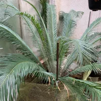 گل سیکاس ۱۲ ساله