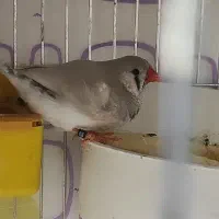 پرنده|حراج|مسجد سلیمان, |دیوار