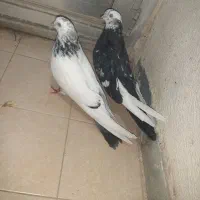 کبوترزینتی|پرنده|ساوه, |دیوار