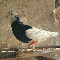 طوقی سیاه نر|پرنده|اقبالیه, |دیوار