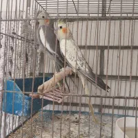 دوتا جوجه ۲ماهه