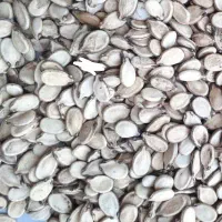 تخم هندوانه عالی ،پر،