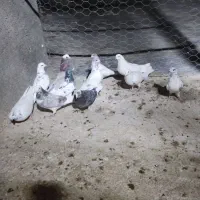 کفترپرشتی|پرنده|ملایر, |دیوار