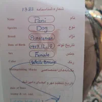سگ پامر روباهی|سگ|گلپایگان, |دیوار