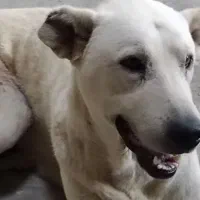 گمشده|حیوانات|بوکان, |دیوار