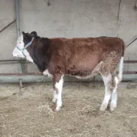 گوساله سیمینتال ماده