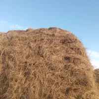 یونجه‌ وگیاه‌دسته‌اول