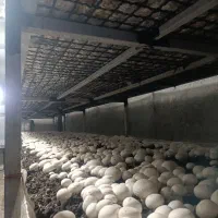 قارچ درجه۱|خوردنی و آشامیدنی|شیروان (خراسان), |دیوار