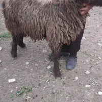 بره شیر مست لری