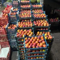 فروشنده مجرب میوه فروشی