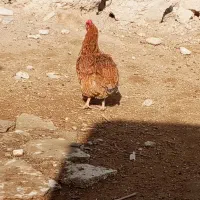 مرغ|حیوانات مزرعه|بزینه رود, |دیوار
