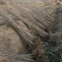 حراج گردو۷۰هزار