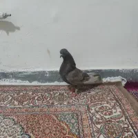 دوتاکفتر نر