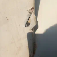 تعمیر و جوشکاری مخزن آب پلی اتیلن|خدمات پیشه و مهارت|پردیس, شهرک صنعتی کمرد|دیوار