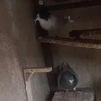 جفت شیرازی بایک پلنگ نر