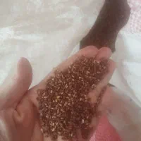 کنجد|خوردنی و آشامیدنی|سبزوار, باهنر|دیوار