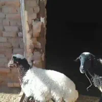 پیر میش زاییده