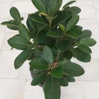 گل دیفن باخیا.یوکا.فیکوس آلمانی. بنجامین|گل و گیاه طبیعی|قم, علی آباد سعدگان|دیوار