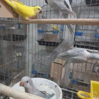 راهب فول دستی