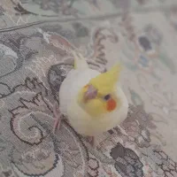 فروش عروس هلندی لوتینیو|پرنده|بهار, |دیوار