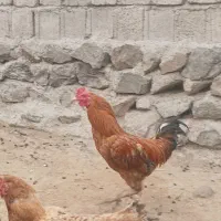 خروس‌|حیوانات مزرعه|مشگین شهر, |دیوار