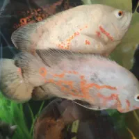 ماهی اسکار بزرگ