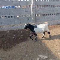 بز مخصوص کشتار