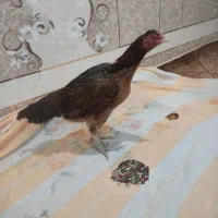 ماده وارداتی