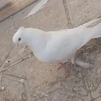 کبوتر آرشینگل مخمل سرور تهرانی نوک قنار جکسون|پرنده|تفت, |دیوار