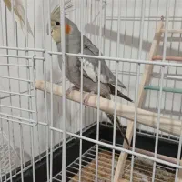 سلام انگوشتر فیروزه فروشی