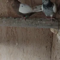 کبوتر سینه