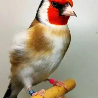 پذیرش پرندگان واگذاری قناری سهره فنچ پرنده|پرنده|تهران, مجیدآباد|دیوار