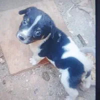 سگ پاکوتاه
