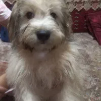 توله سگ شیتزو تریر نر|سگ|کرمانشاه, |دیوار