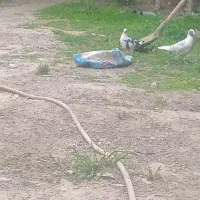 کبوتر