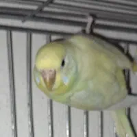 مرغ عشق ماده مست