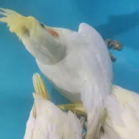 جوجه عروس هلندی|پرنده|فسا, |دیوار