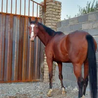 مادیان همراه کره