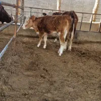 گوساله سیمینتال