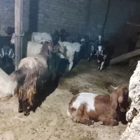 بز و بزغاله. مناسب . داشتی و نژاد دار .