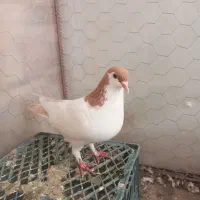 کبوتر یال زرد