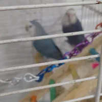 طوطی برزیلی