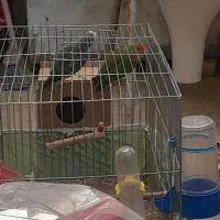 طوطی برزیلی|پرنده|مسجد سلیمان, |دیوار