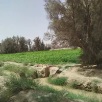 زرت علوفه