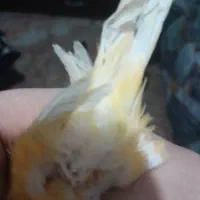 قناری ماده آماده