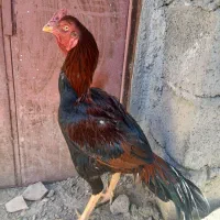 خروس لاری|حیوانات مزرعه|سراوان, |دیوار