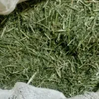 خوراک خرگوش.یونجه خورد شده