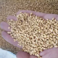 گندم بذری|خدمات باغبانی و درختکاری|گنبد کاووس, |دیوار