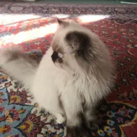 گربه هیمالین|گربه|لنجان, |دیوار